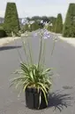 [112342] Agapanthus Bluestorm C10 * XXL ** Grosse touffe très dense **
