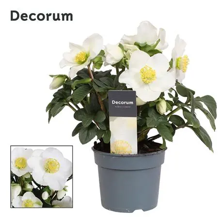 [130997] Helleborus niger Christmas Carol Pot P12 ** Rose de Noel **