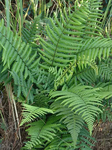 [108338] Dryopteris affinis Pot P17 cm