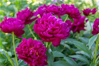[109040] Paeonia lactiflora Peter Brand Pot P23