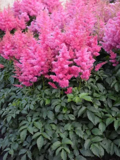 [141665] Astilbe arendsii Drum and Base Pot P21