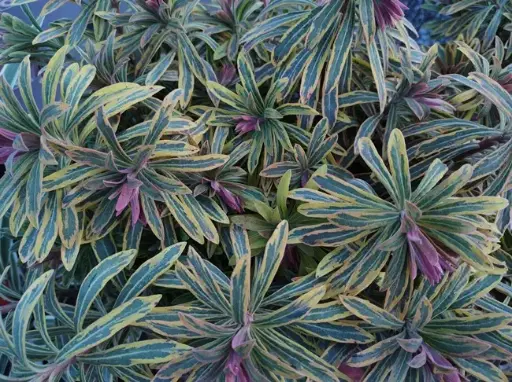 [130087] Euphorbia amygdaloides Ascott Rainbow P9