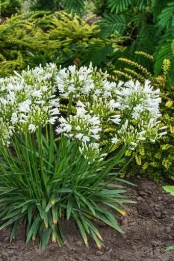 [145036] Agapanthus Mi Casa *  Blanche PARFUMEE ** Pot C3.6Litres