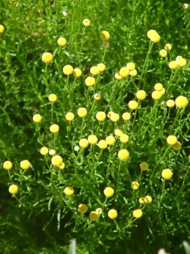 [120784] Santolina rosmarinifolius Pot C 1.5L
