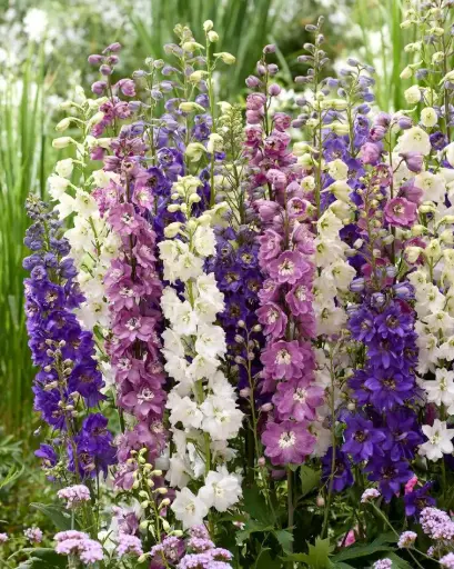 [110014] Delphinium Magic Fountain Pot P23 - C5L