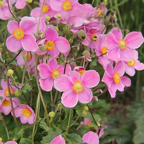 [119554] Anemone Fantasy Jasmine Pot C4.5Litres