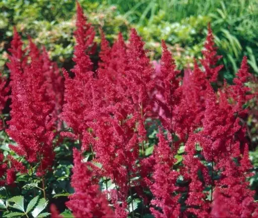 [101748] Astilbe arendsii Fanal Pot P21 cm - C3.6Litres