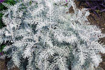 [107273] Artemisia arborescens Powis Castel Pot C1.5