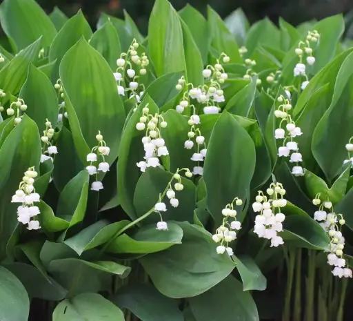 [126242] MUGUET (CJR) Pot - muguet fleuri 1 mai vivace pot