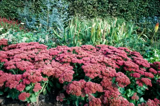 [105629] Sedum spectabile Herbstfreude Pot C3.6Litres