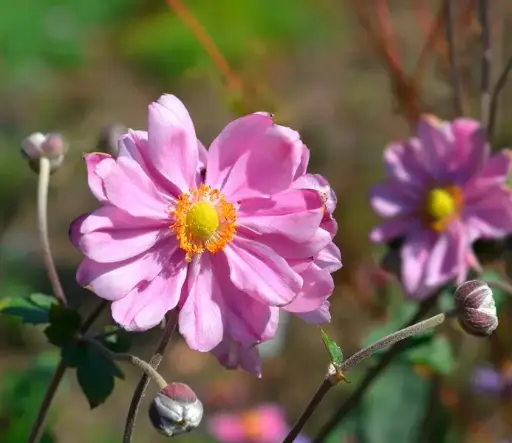 [114279] Anemone Konigin Charlotte Pot C2Litres