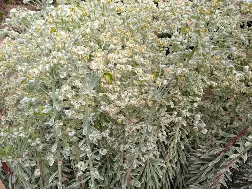 [130720] Euphorbia characias Silver Swan Wilcott ® Pot C2