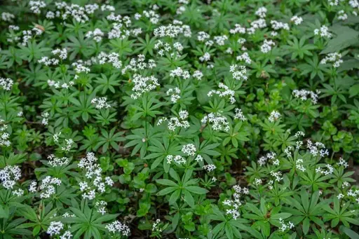 [144690] Galium odoratum Pot asperule odorante C2