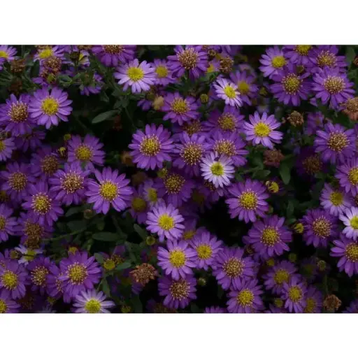 [133359] Aster ageratoides Ezo Murazaki Pot C2Litres