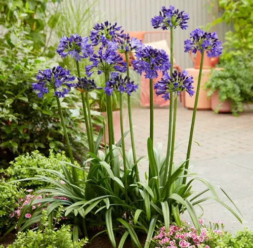 [143283] Agapanthus Midnight Sky Pot P23 cm **La plus sombre **