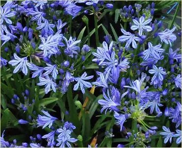 [143709] Agapanthus Charlotte Pot P19 cm * Bleu veiné **
