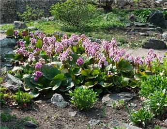 [123172] Bergenia cordifolia Pot P17