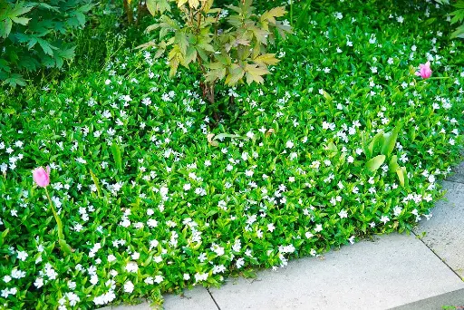 [125942] Vinca minor Alba Pot P9 ** Pervenche blanche ** Remise à partir de 24 plantes