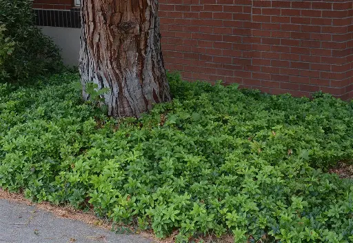 [109033] Pachysandra terminalis Pot P9 *** Remise importante à partir de 24 plantes **