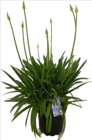 [129688] Agapanthus Crystal Blue P25