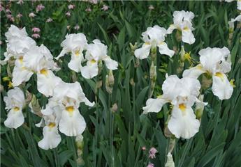 [112093] Iris germanica Glacier Blanc Pot C2.5L