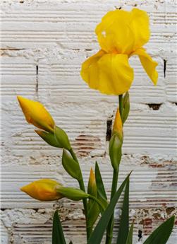 [112096] Iris germanica Ola Kala Pot C2.5L ** Jaune pur **