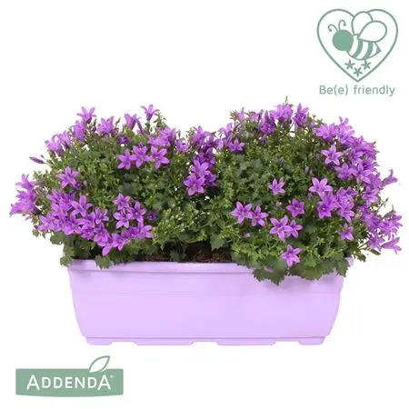 [104734] Campanula portenschlagiana jardinière P22 cm