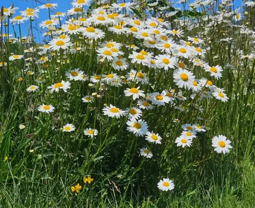 [110361] Leucanthenum Snow Lady Pot P14