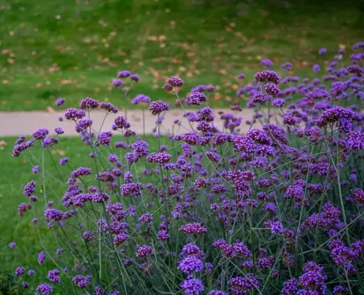 [125978] Verbena bonariensis Pot P23