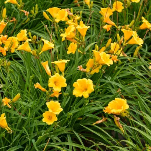 [108553] Hemerocallis Stella de Oro Pot C3.6Litres
