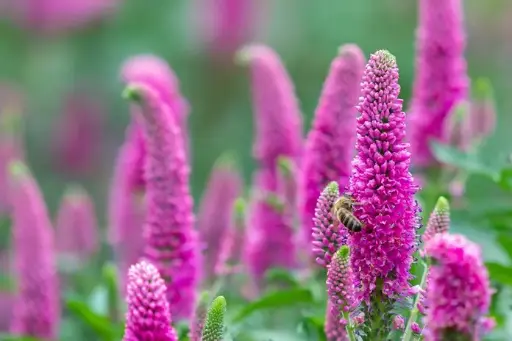 [145021] Veronica spicata Anniversary Rose Pot P19 cm XL