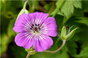 [119782] Geranium wallichianum Silvia Surprise Pot P17 cm **Vivace **