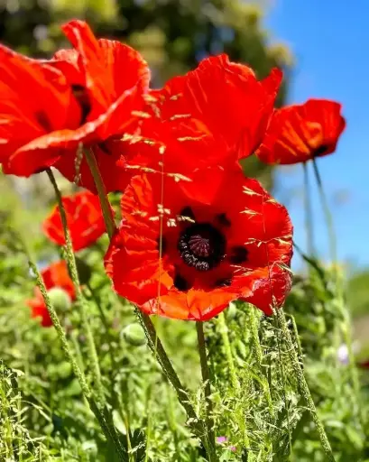 [139981] Papaver orientale Pot P15