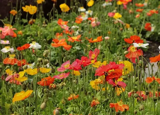 [109059] Papaver nudicaule Gartenzwerg Pot P17cm