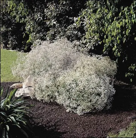 [127014] Gypsophila paniculata Festival White Pot C2Litres