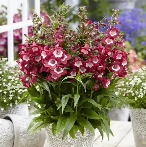 [110355] Penstemon Pentastic Red Pot P14cm