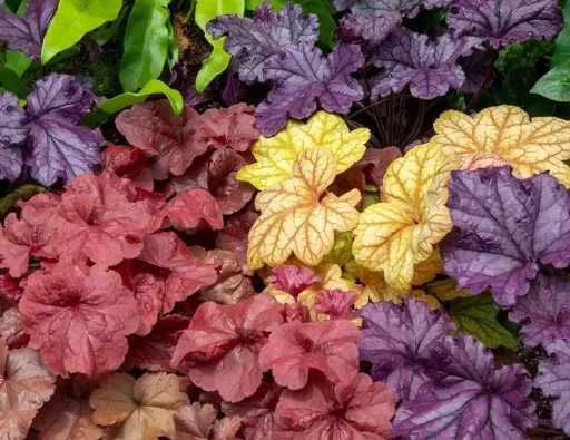 [143170] Heuchera variés Pot P12-14