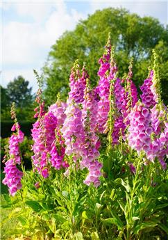 [108325] Digitalis cam. Pink Panther Pot P17 cm