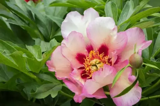 [124481] Paeonia itoh Callies Memory Pot C5L