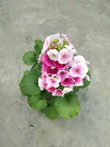 [144195] Primula spéciale gros pot P12 cm
