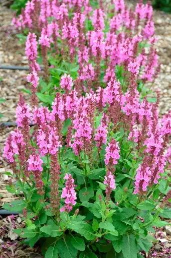 [144882] Salvia nemerosa Rose Marvel® Pot P17