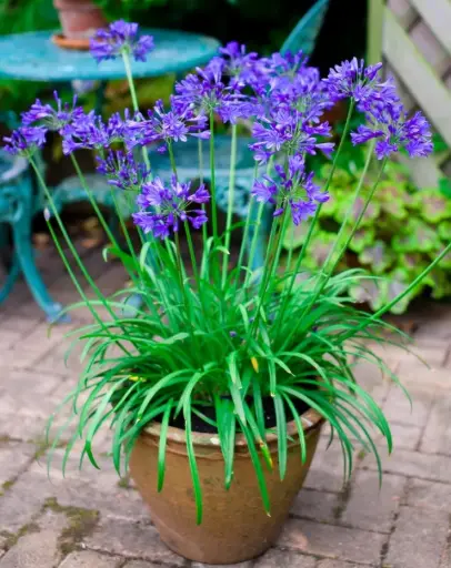 [134280] Agapanthus Brillant Blue® Pot C10Litres