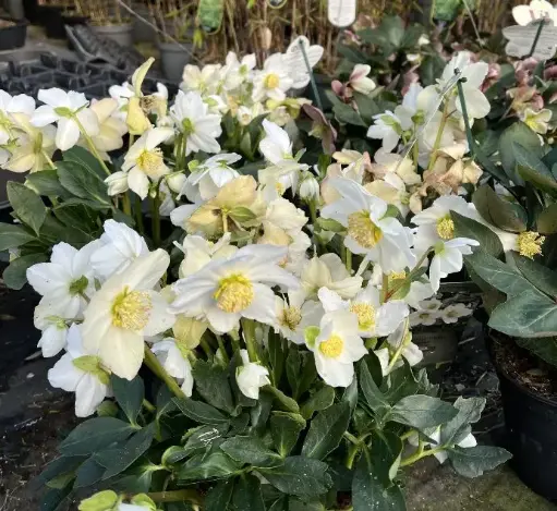 [131308] Helleborus niger Mont Blanc XXL Pot P17 cm - Rose de Noël vivace.