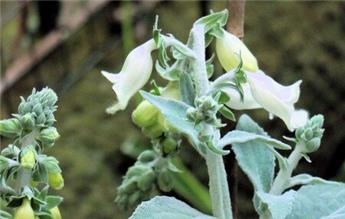 [144730] Digitalis purpurea Ice Queen Pot P17 cm - Digitale RARE