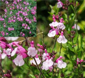 [145117] Salvia microphylla Pink Lips Jeremy XXL Pot P23 cm