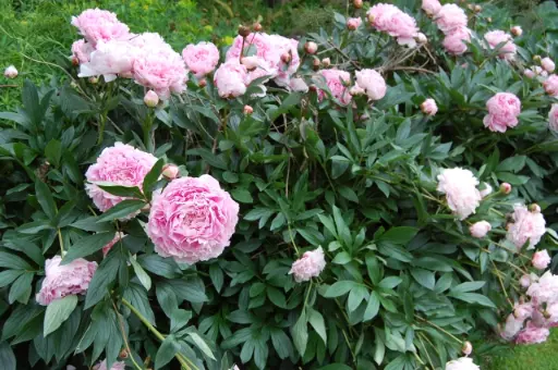 [112740] Paeonia lactiflora Sarah Bernhardt Pot C3