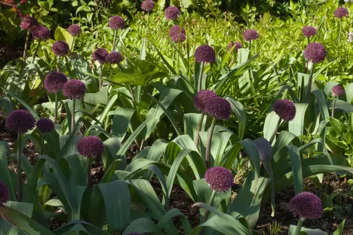 [143358] Allium Ostara Pot P17-19 cm 