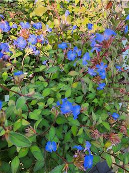 [140294] Ceratostigma Willmottianum Pot C3.6L