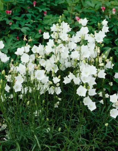 [101870] Campanula perscicifolia Alba Pot C2Litres