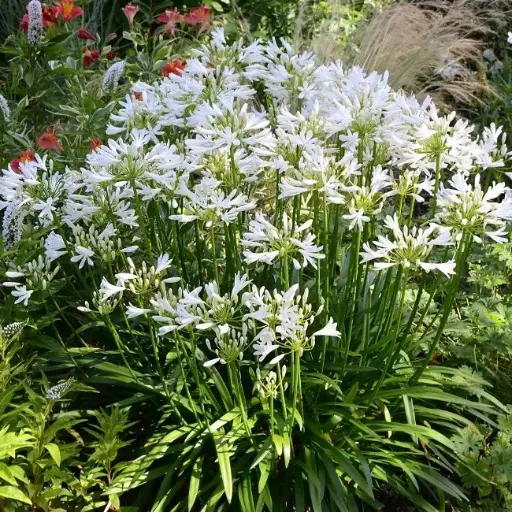 [124695] Agapanthus Petit Eskimo Pot P19